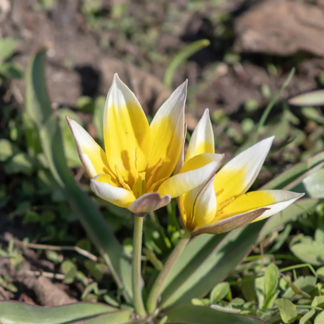 Botanikai tulipán virághagyma, kétszínű tulipán (Tulipa tarda), 10 db – Kiepenkerl 4