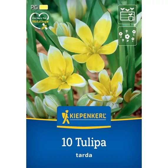Botanikai tulipán virághagyma, kétszínű tulipán (Tulipa tarda), 10 db – Kiepenkerl