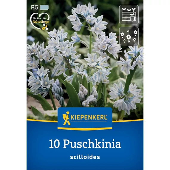 Csillagos Puskin-virág (Puschkinia scilloides) virághagyma, 10 db – Kiepenkerl