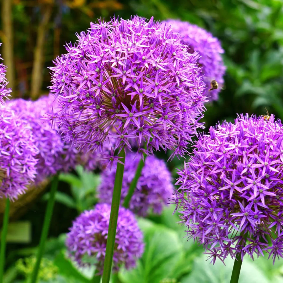 Iráni díszhagyma (Allium aflatunense), Purple Sensation, 5 db – Kiepenkerl 2