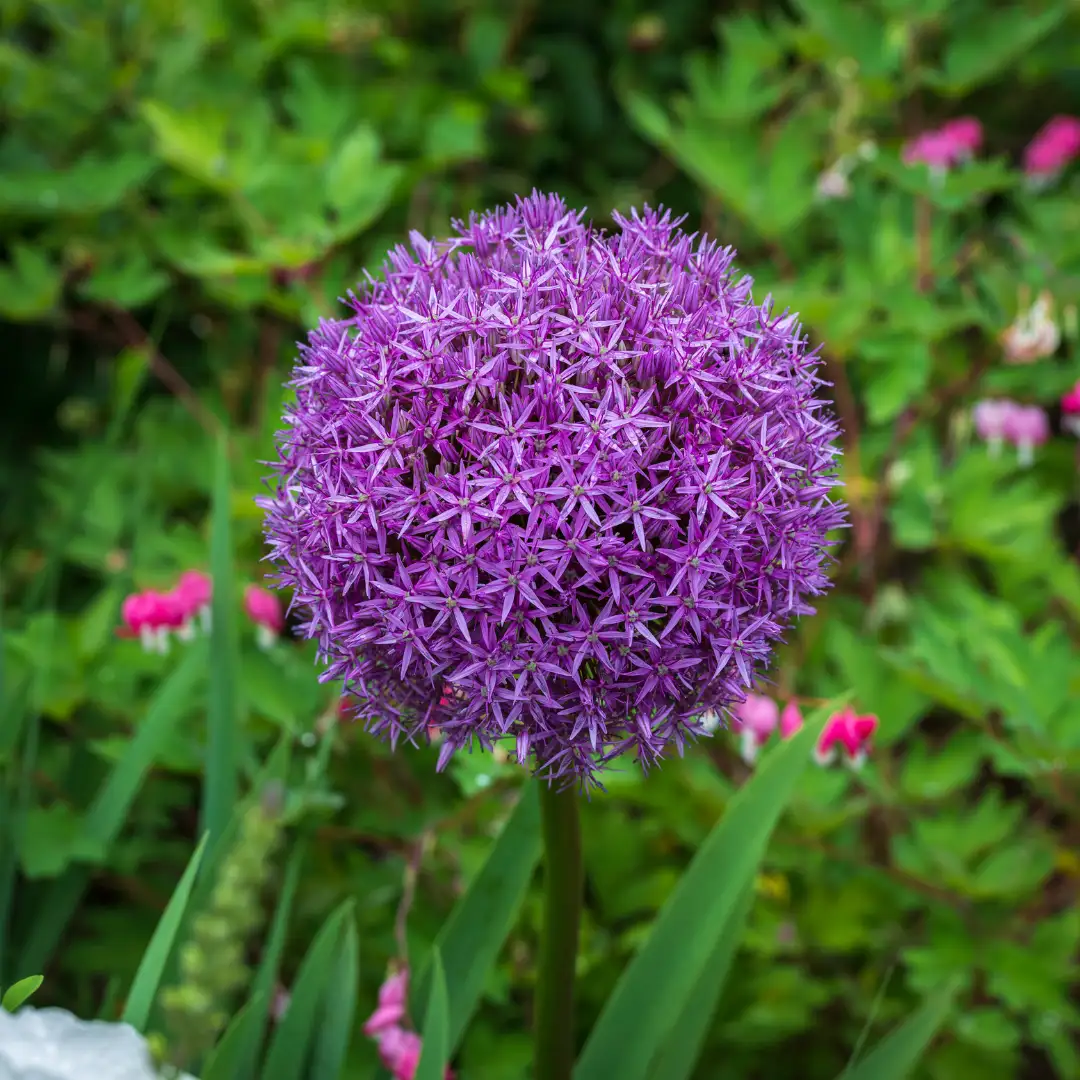 Iráni díszhagyma (Allium aflatunense), Purple Sensation, 5 db – Kiepenkerl 3