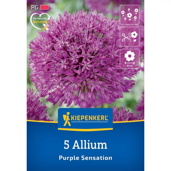 Iráni díszhagyma (Allium aflatunense), Purple Sensation, 5 db – Kiepenkerl
