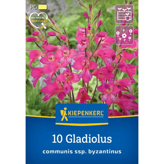 Télálló kardvirág (Gladiolus byzantinus) virághagyma, 10 db – Kiepenkerl