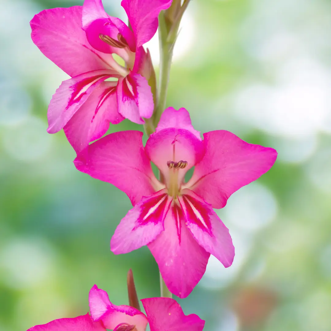 Télálló kardvirág bizánci vadardvirág(Gladiolus byzantinus) 2