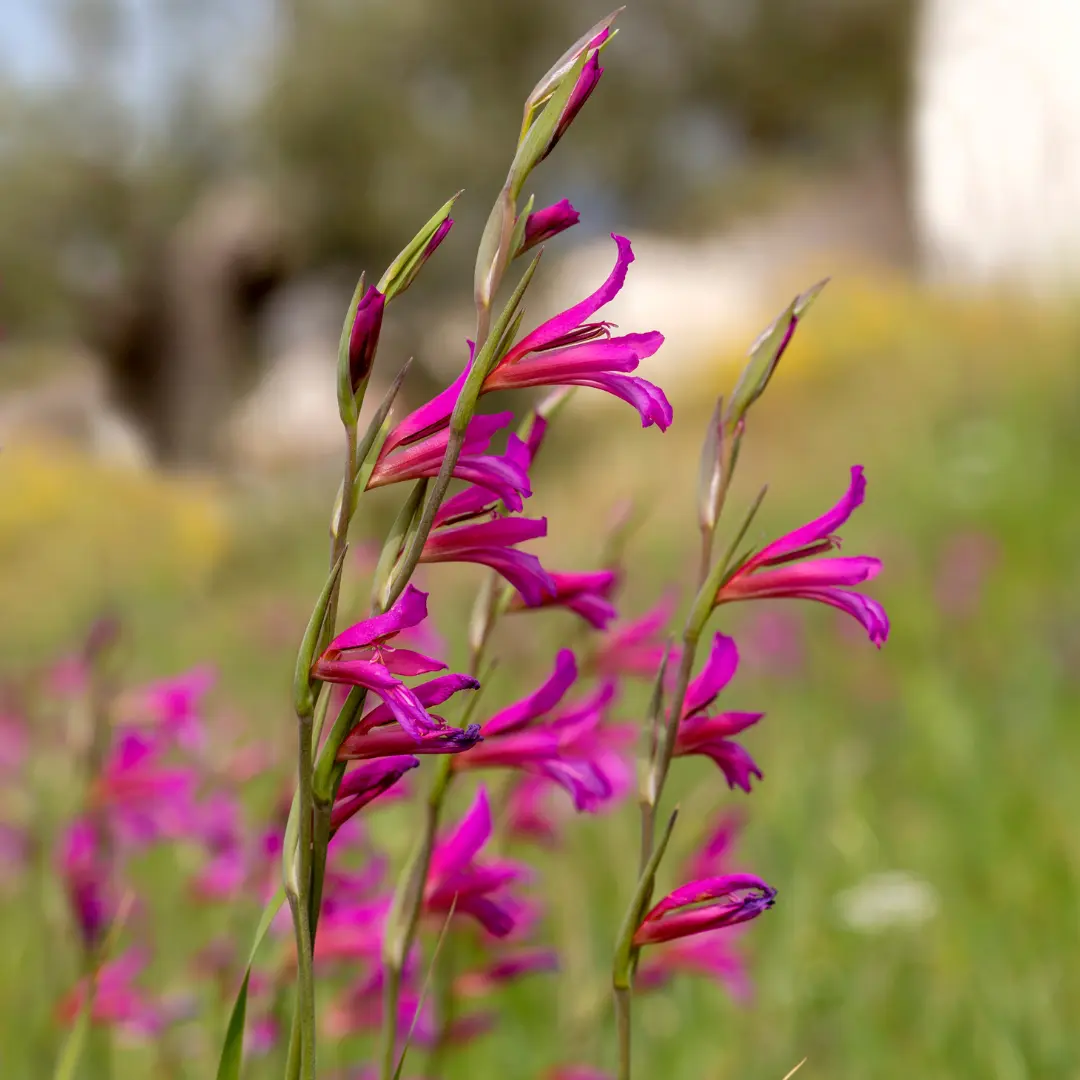 Télálló kardvirág bizánci vadardvirág(Gladiolus byzantinus)