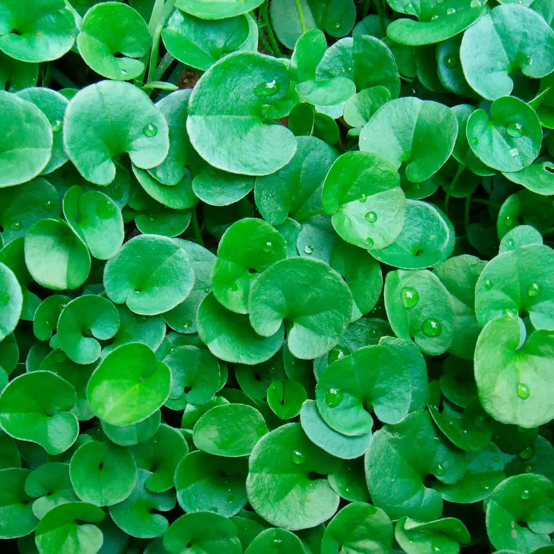 kúszó pázsitszulák_Dichondra repens