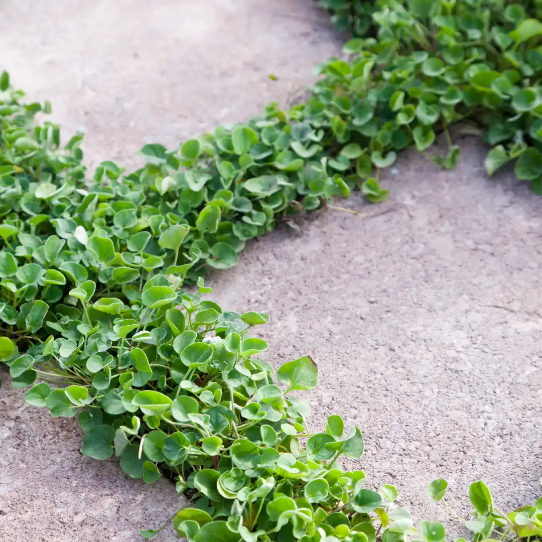 kúszó pázsitszulák_Dichondra repens_2