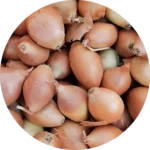őszi ültetésű dughagyma 1