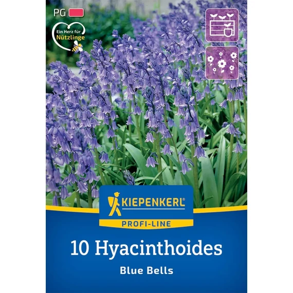 Angol kékcsengőa (Hyacinthoides non-scripta) virághagyma, 10 db – Kiepenkerl