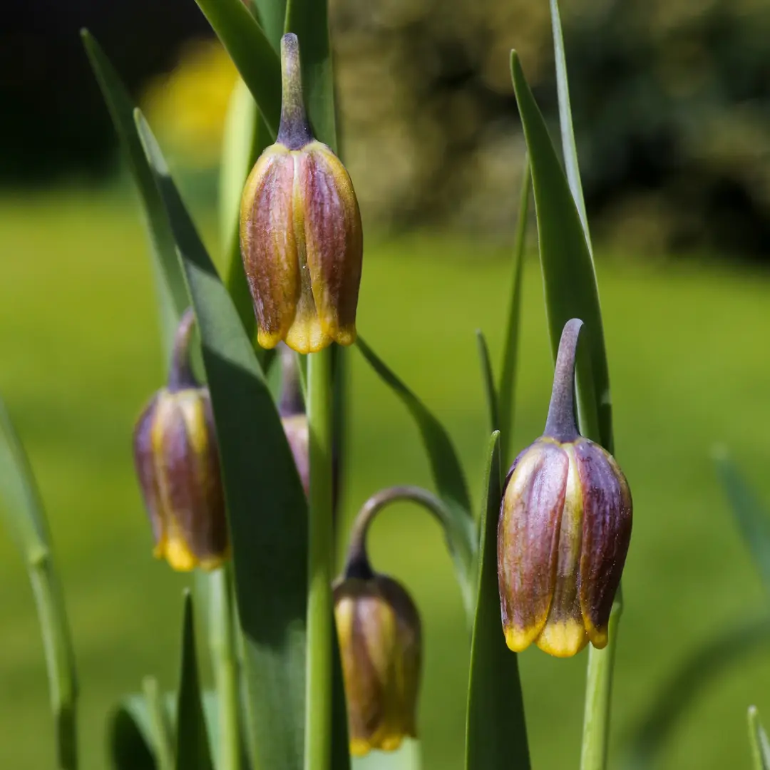 Asszír kockásliliom (Fritillaria uva-vulpis) virághagyma, 10 db – Kiepenkerl 2