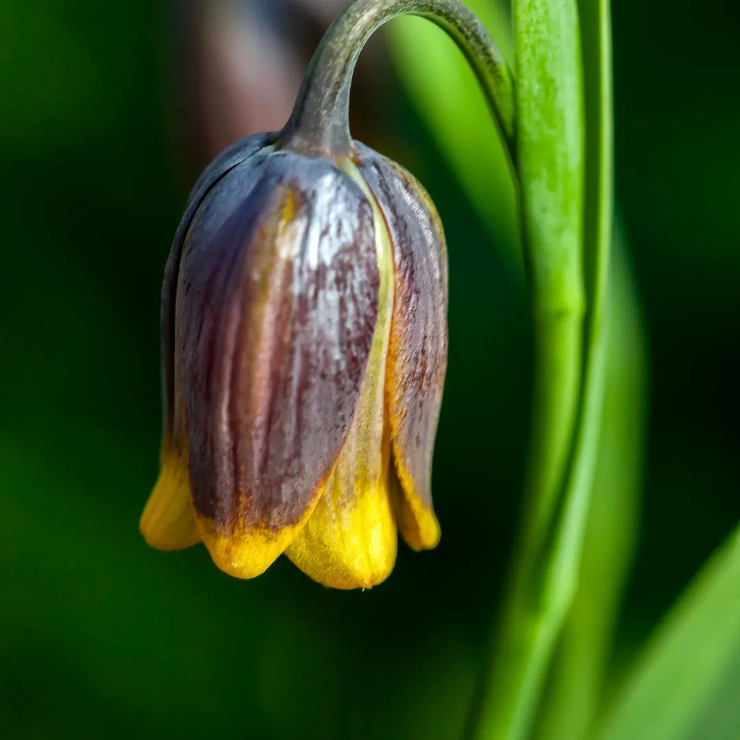 Asszír kockásliliom (Fritillaria uva-vulpis) virághagyma, 10 db – Kiepenkerl 3