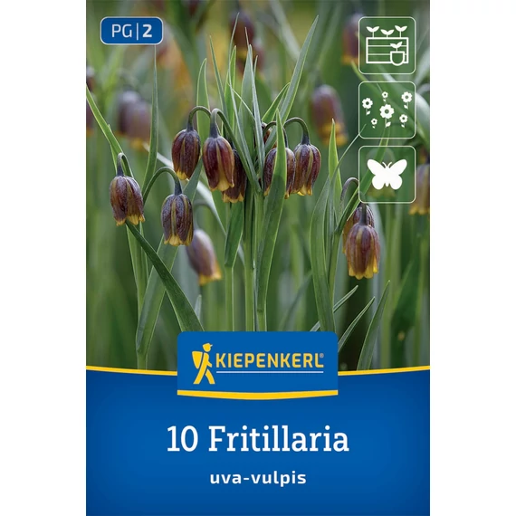 Asszír kockásliliom (Fritillaria uva-vulpis) virághagyma, 10 db – Kiepenkerl