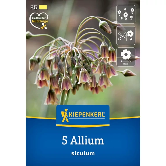 Bolgár nektárhagyma (Allium siculum), 5 db – Kiepenkerl