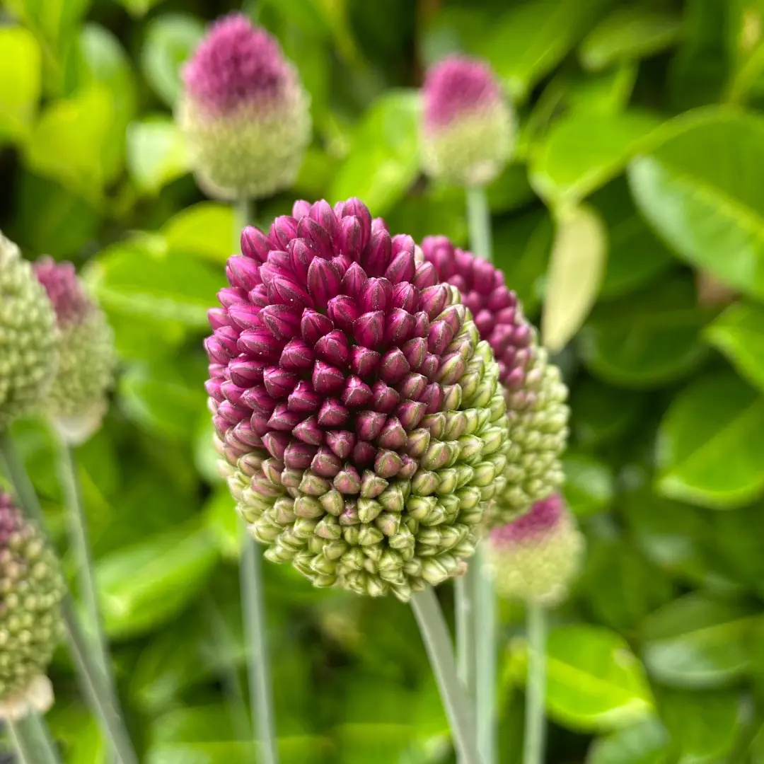 Bunkós díszhagyma (Allium sphaerocephalon), 20 db – Kiepenkerl 2