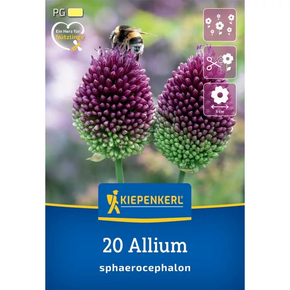 Bunkós díszhagyma (Allium sphaerocephalon), 20 db – Kiepenkerl