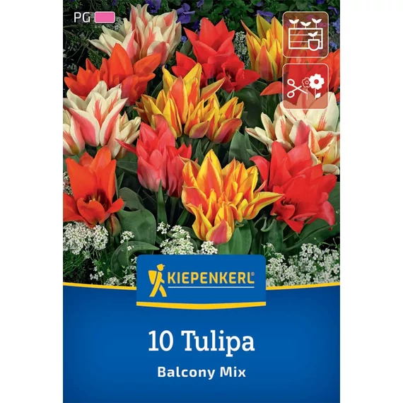 Greigii tulipán virághagyma, Balkonvarázs színkeverék (alacsony, csokros), 10 db – Kiepenkerl