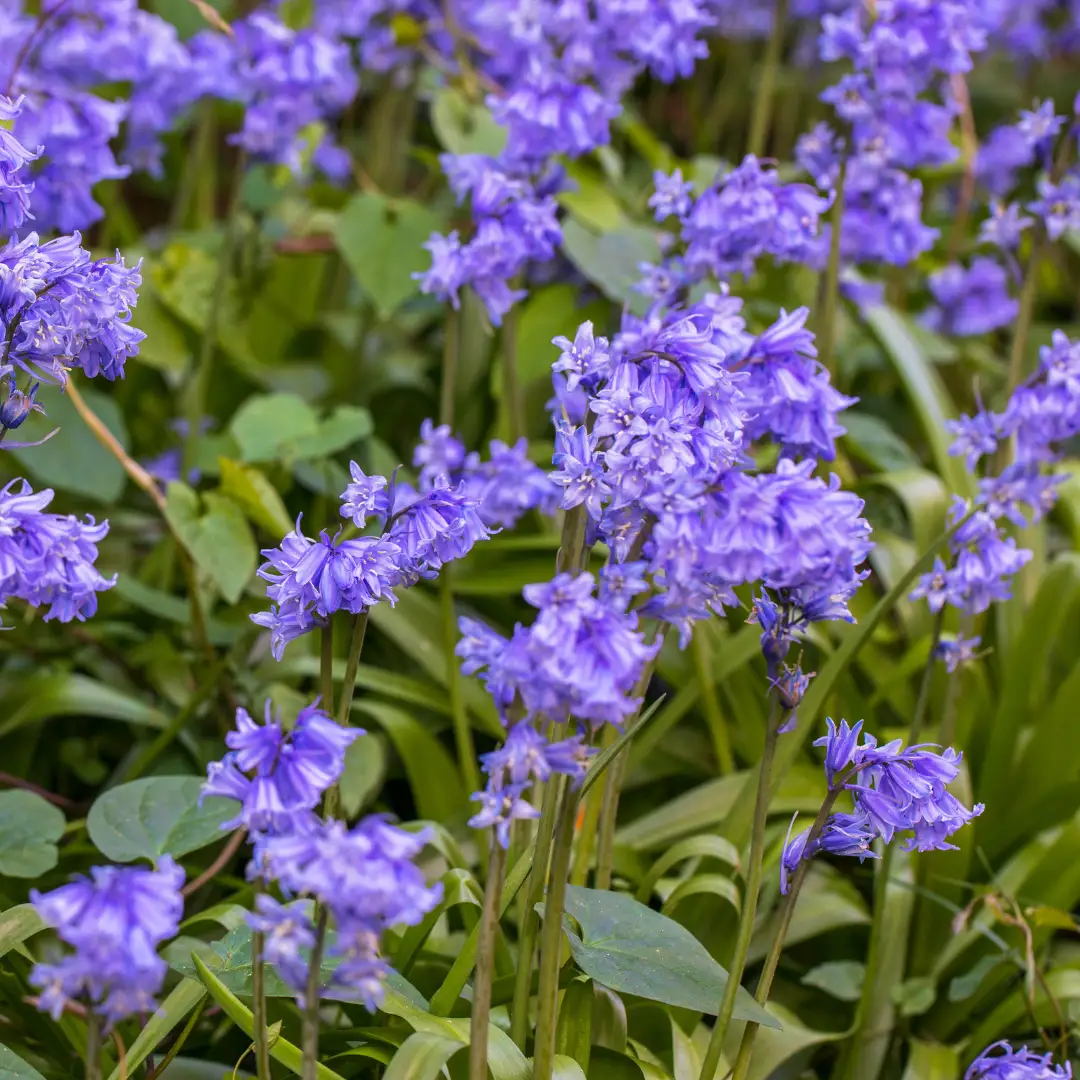 Hyacinthoides non-scripta 2