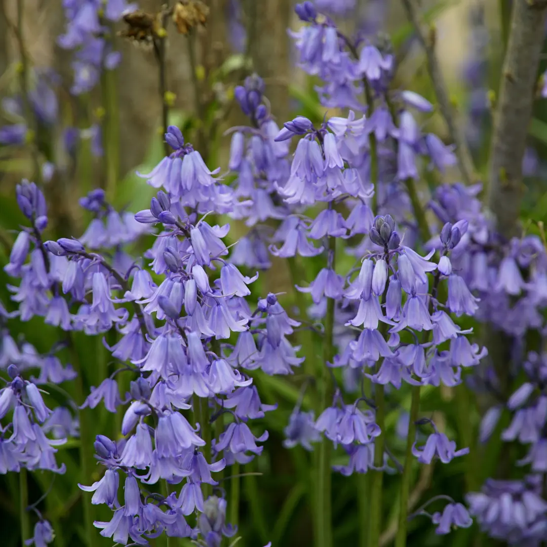 Hyacinthoides non-scripta 3