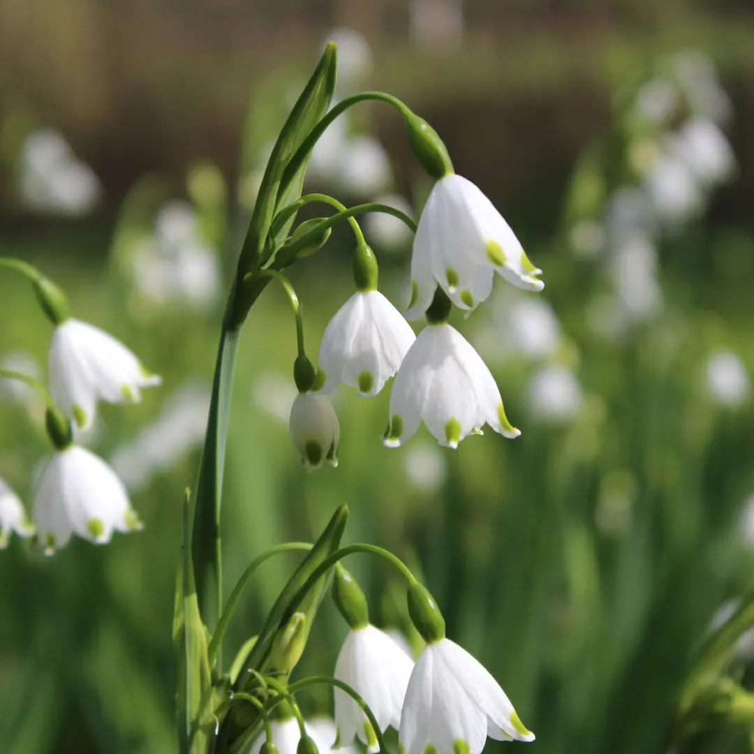 Nyári tőzike virághagyma, Gravetye Giant (Leucojum aestivum ‘Gravetye Giant’), 5 db – Kiepenkerl 2