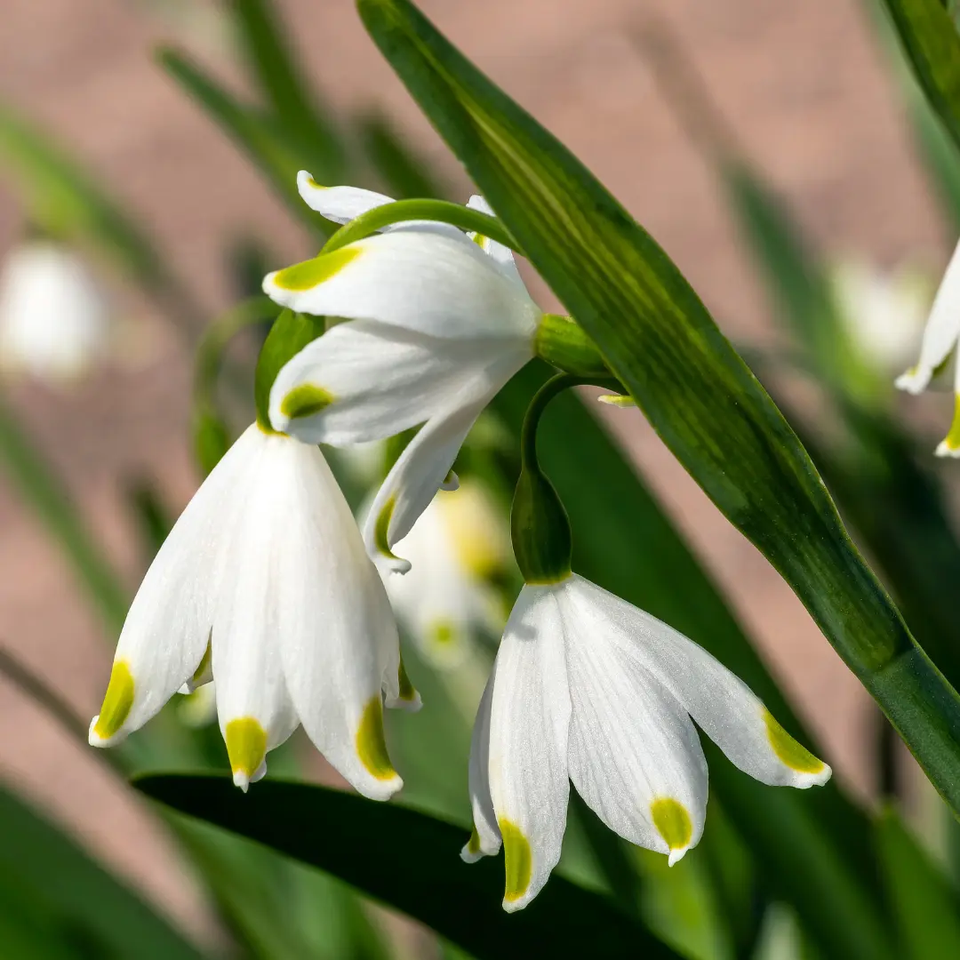 Nyári tőzike virághagyma, Gravetye Giant (Leucojum aestivum ‘Gravetye Giant’), 5 db – Kiepenkerl 3