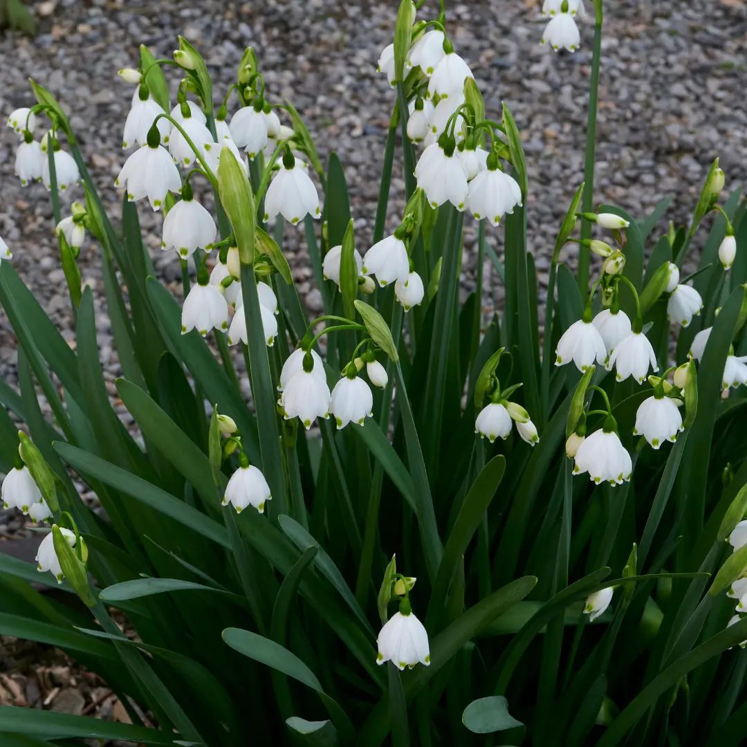 Nyári tőzike virághagyma, Gravetye Giant (Leucojum aestivum ‘Gravetye Giant’), 5 db – Kiepenkerl 4