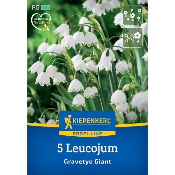 Nyári tőzike virághagyma, Gravetye Giant (Leucojum aestivum ‘Gravetye Giant’), 5 db – Kiepenkerl