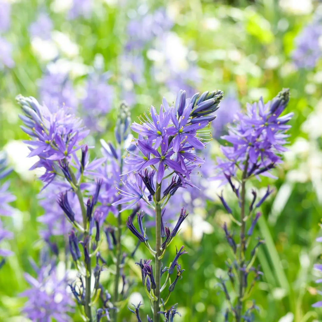 Prérigyertya (Camassia quamash) virághagyma, 7 db – Kiepenkerl 2