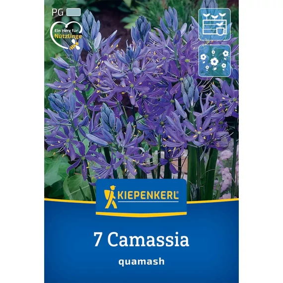 Prérigyertya (Camassia quamash) virághagyma, 7 db – Kiepenkerl