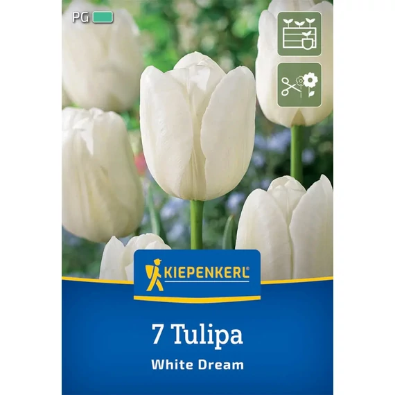 Triumph-tulipán virághagyma, White Dream, 7 db – Kiepenkerl