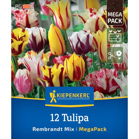 Tulipán virághagyma, Rembrandt színkeverék, 12 db – Kiepenkerl